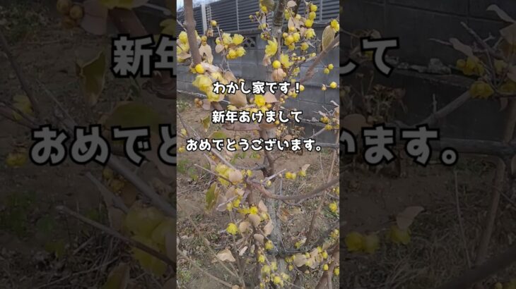 【わかし家】今年もよろしくお願いします｜家族旅行と家庭菜園のある暮らし #シニア #正月 #shorts
