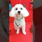 #犬の美容室ナチュレ#ナチュレ#ひとりまー#トリミング#カット#シニア犬#＠ナチュレの部屋