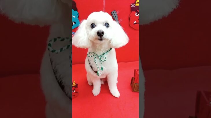 #犬の美容室ナチュレ#ナチュレ#ひとりまー#トリミング#カット#シニア犬#＠ナチュレの部屋