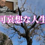 可哀想な人生「年金シニアの現実」