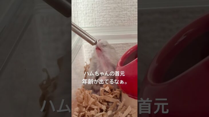 シニア期でも飼い主にとってはずっと赤ちゃんハムスター🐹🩷#ハムスター #水分補給#首の弛み#シニア期