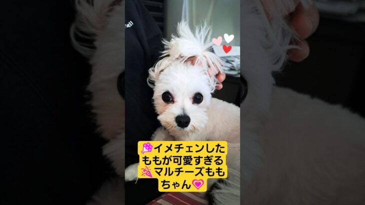 🐶「イメチェンしたももが可愛いすぎる」マルチーズももちゃん🐾