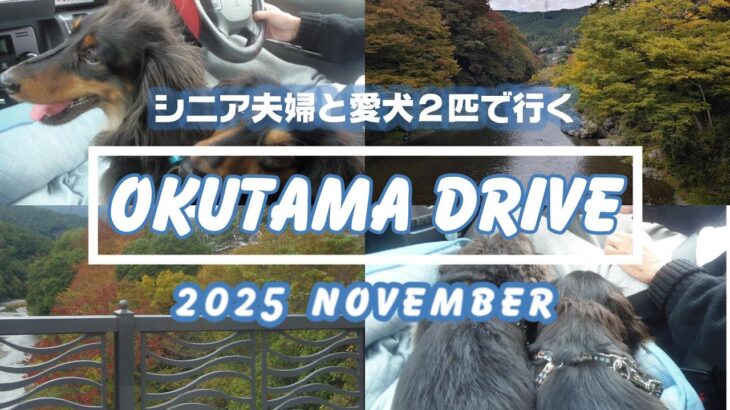 【愛犬たちとドライブ旅】シニア夫婦と愛犬２匹で行く　秋の奥多摩ドライブ