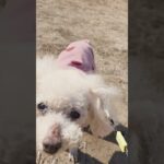 命つきてもいつもいつまでも一緒　シニアから赤ちゃんやり直ししてるの #rescuedog #保護犬 #パピーミル #トイプードル #seniordog
