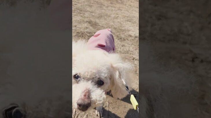 命つきてもいつもいつまでも一緒　シニアから赤ちゃんやり直ししてるの #rescuedog #保護犬 #パピーミル #トイプードル #seniordog