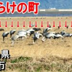【シニアの一人旅＠鹿児島県出水市】ツルの渡来地で万羽鶴に心奪われた｜出水市の日本一スポット