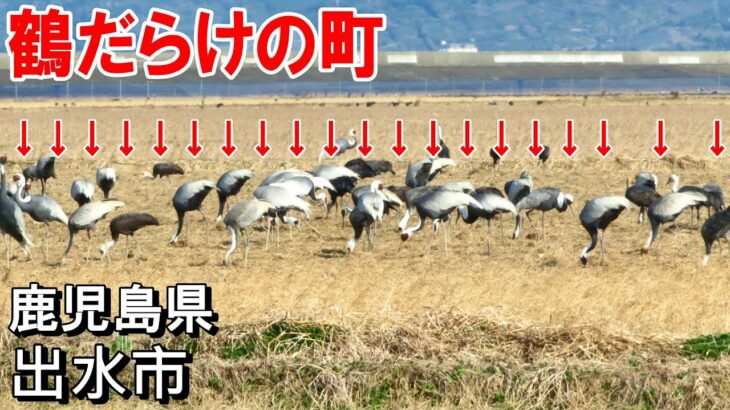 【シニアの一人旅＠鹿児島県出水市】ツルの渡来地で万羽鶴に心奪われた｜出水市の日本一スポット