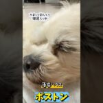 シニアワンコだけど赤ちゃん👶!?ボストンくんの里親様募集中です🐶#保護犬 #犬 #シュナウザー #ペキニーズ #里親募集中