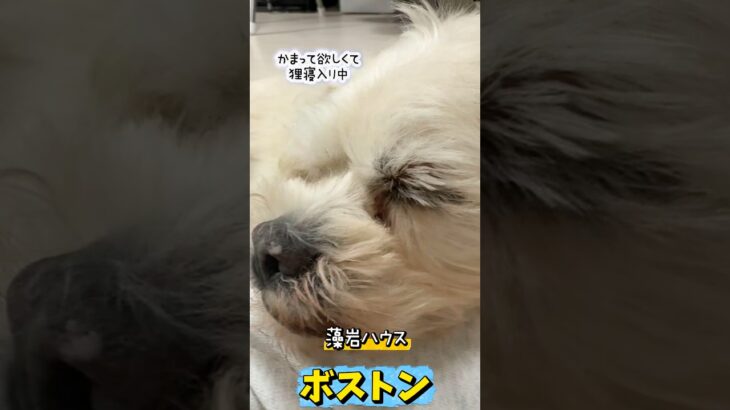 シニアワンコだけど赤ちゃん👶!?ボストンくんの里親様募集中です🐶#保護犬 #犬 #シュナウザー #ペキニーズ #里親募集中