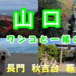 【６０代シニア旅】山口の長門 秋吉台 萩 岩国をドライブ！