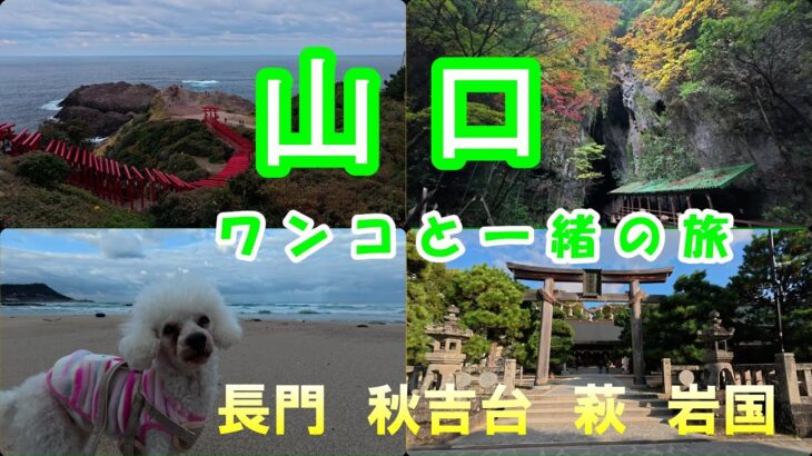 【６０代シニア旅】山口の長門 秋吉台 萩 岩国をドライブ！