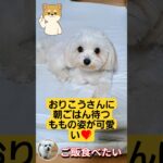 🐶おりこうさんに朝ごはん待ってるももの可愛い姿に癒される🥰🐾
