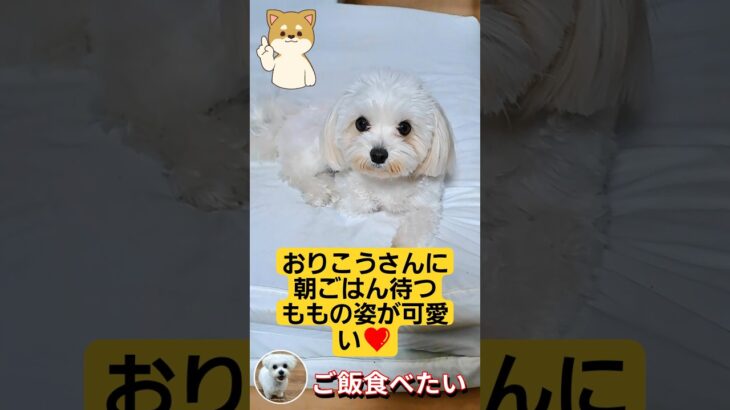 🐶おりこうさんに朝ごはん待ってるももの可愛い姿に癒される🥰🐾