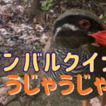 【シニア女子の沖縄旅】ヤンバルクイナがうじゃうじゃ！最北端・辺戸岬から那覇の隠れ家名店まで