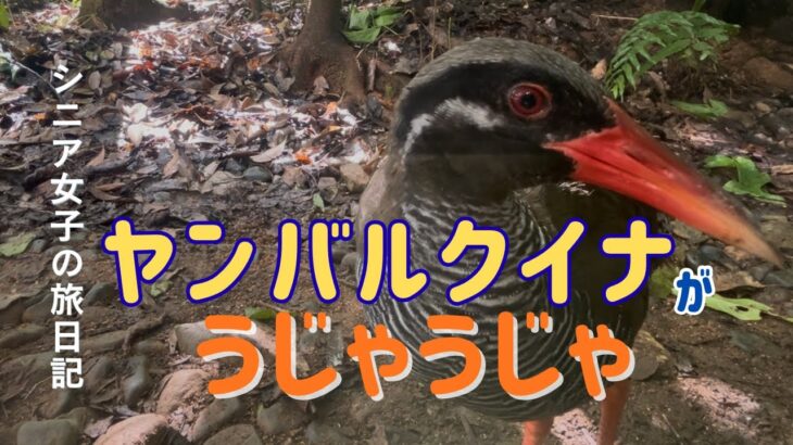 【シニア女子の沖縄旅】ヤンバルクイナがうじゃうじゃ！最北端・辺戸岬から那覇の隠れ家名店まで