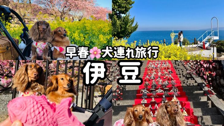 「シニア夫婦と犬連れ伊豆の旅〜観光編〜」河津桜まつり/素盞嗚神社雛段飾り/ニューヨークランプミュージアム&フラワーガーデン