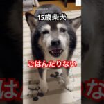 15歳でもご飯足りない‼️可愛いお喋り柴犬🐶　　　#老犬　#シニア犬　#柴犬　#犬　#黒柴
