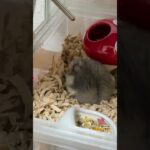 丸い後ろ姿🐹#ハムスター #シニア期#かわいい#癒し#もうすぐ2歳