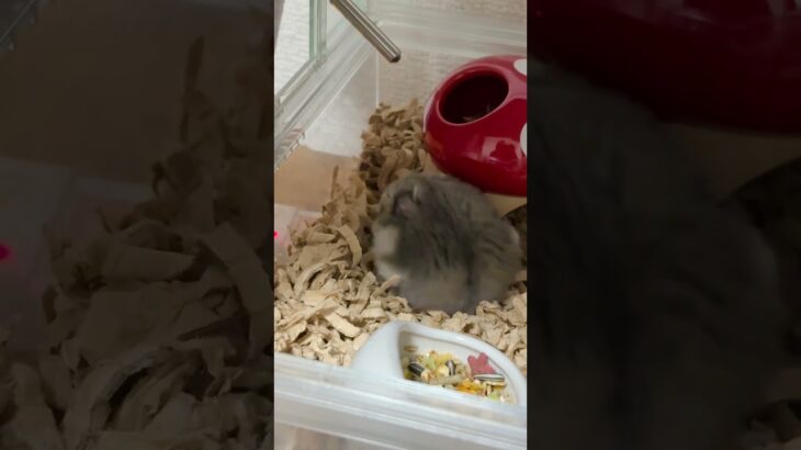 丸い後ろ姿🐹#ハムスター #シニア期#かわいい#癒し#もうすぐ2歳