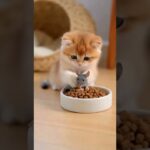 ネズミが猫のごはんを食べる日#3 / 猫,ネズミ,動物ショート