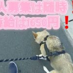 高時給。スマホ操作でシニアでも簡単さ。50代転職。