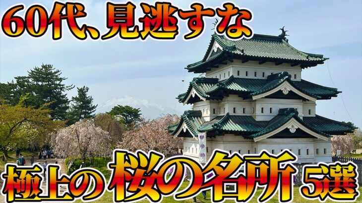 【保存版】まだ間に合う！60代が今年「絶対に行くべき」桜の聖地5選｜知らないと一生の後悔