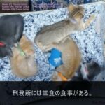 63歳、貯金ゼロ。国民年金6万円だけで余生を生きられるのか？家賃払って残り2万…老後破産の末路【シニアライフ】【60代以上の方へ】