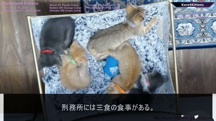 63歳、貯金ゼロ。国民年金6万円だけで余生を生きられるのか？家賃払って残り2万…老後破産の末路【シニアライフ】【60代以上の方へ】