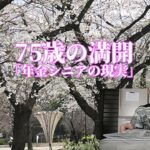 75歳の満開「年金シニアの現実」
