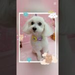 #犬の美容室ナチュレ#ナチュレ#ひとりまー#トリミング#カット#シニア犬#cute #pets #＠ナチュレの部屋