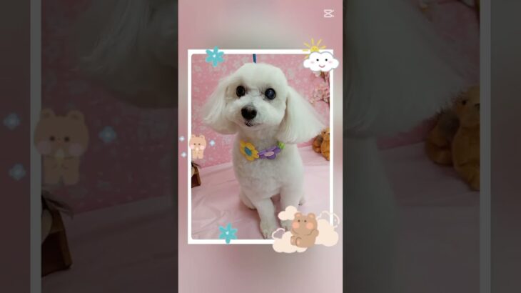 #犬の美容室ナチュレ#ナチュレ#ひとりまー#トリミング#カット#シニア犬#cute #pets #＠ナチュレの部屋