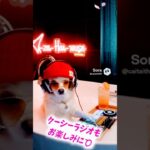 #お花見 #norinori #愛犬 #さんぽ #春休み #旅行 のお供に#ラジオ #radio #caitsith610#保護猫 #シニア #ペット 💕#レコード #djcoosith📻️準備中