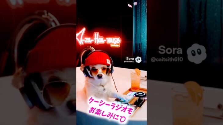 #お花見 #norinori #愛犬 #さんぽ #春休み #旅行 のお供に#ラジオ #radio #caitsith610#保護猫 #シニア #ペット 💕#レコード #djcoosith📻️準備中