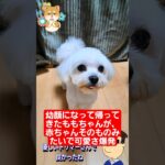 🐶幼顔になって帰ってきたももちゃんが、赤ちゃんそのものみたいで可愛さ爆発🐾