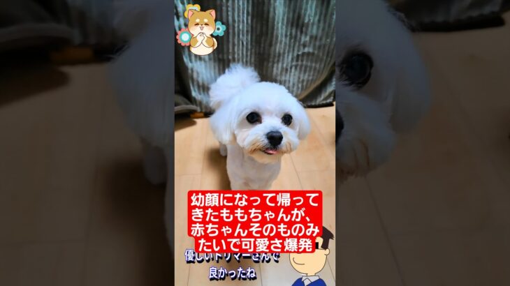 🐶幼顔になって帰ってきたももちゃんが、赤ちゃんそのものみたいで可愛さ爆発🐾
