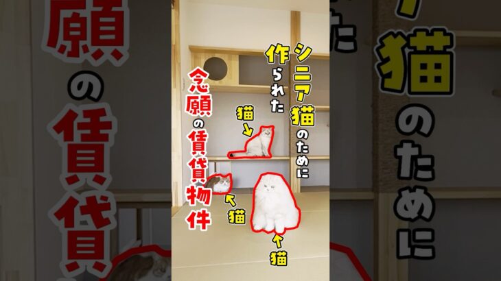 【和と猫は最強の組み合わせ】シニア猫のために部屋の中に縁側を作りました #ねこ #ルームツアー #ねこ物件