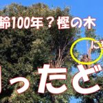 年金生活シニアにはきつい木の伐採料金。屋根より高い樫の木切ったど～！