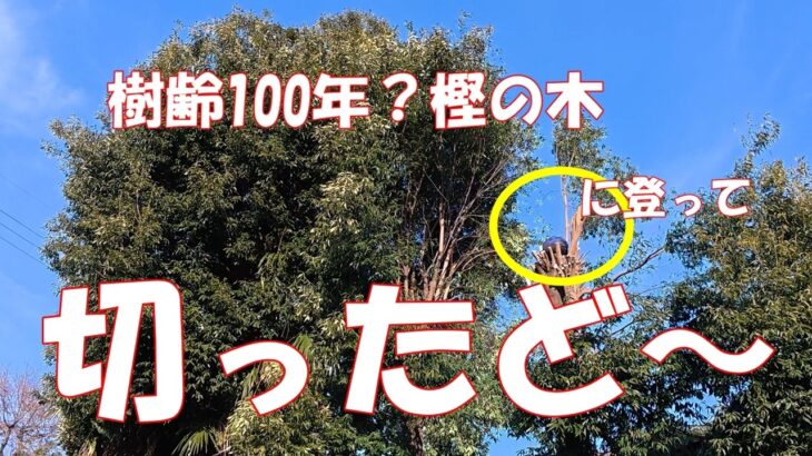 年金生活シニアにはきつい木の伐採料金。屋根より高い樫の木切ったど～！