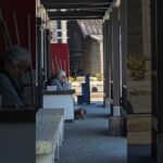 【ビーグルのいるシニアライフwith家族】春の能登の絶景をばあちゃんといっしょに満喫するビーグル犬こころ#beagle #ビーグル犬 #お散歩 #能登半島