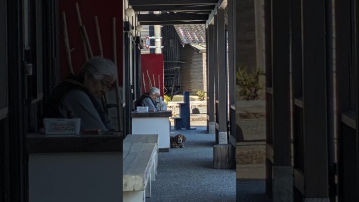 【ビーグルのいるシニアライフwith家族】春の能登の絶景をばあちゃんといっしょに満喫するビーグル犬こころ#beagle #ビーグル犬 #お散歩 #能登半島