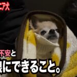 【認知症18歳シニア犬　眠れない不安と戦う娘にできること】