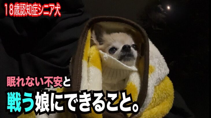【認知症18歳シニア犬　眠れない不安と戦う娘にできること】