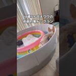 昼は歩き、夜は寝る。18歳9ヶ月の徘徊対策ドッグラン #ハイシニア犬 #老犬 #チワワ #shorts