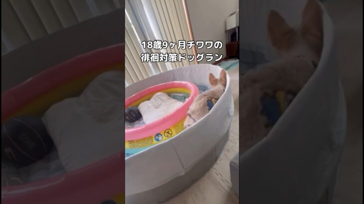 昼は歩き、夜は寝る。18歳9ヶ月の徘徊対策ドッグラン #ハイシニア犬 #老犬 #チワワ #shorts