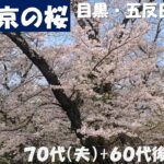 東京の桜2026   (シニアの海外旅行　70代、65代後半)