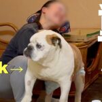 【滋賀県長浜市　シニア旅】　お宿で突然始まった30k巨漢持ち上げチャレンジ‼︎