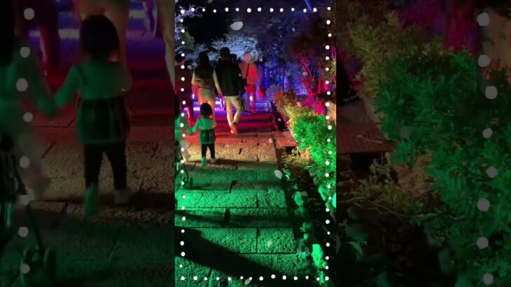 敦盛桜あつもりざくら #シニアライフ #旅行 #60代 #vlog #桜 #夜桜 #神戸 #観光