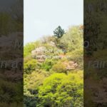 春の小雨の高尾山 【Mount Takao】｜よっちゃんねる／Yocchannel #シニア旅 #シニアライフ#登山初心者 #シニア登山