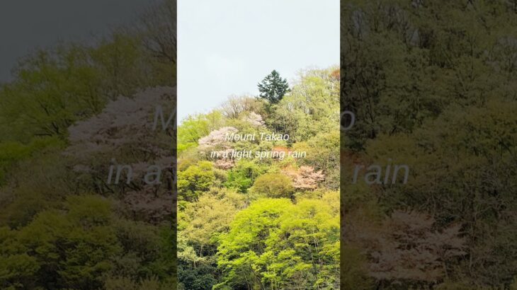 春の小雨の高尾山 【Mount Takao】｜よっちゃんねる／Yocchannel #シニア旅 #シニアライフ#登山初心者 #シニア登山