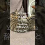 ツカちゃんを、守る為にスマホとYouTube辞めて違約金支払うかもしれない。 #cat #シニア #猫との暮らし #保護猫